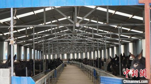 甘肃宕昌 撂荒地变身“阿胶驴”养殖基地，农民赶驴上山谋增收