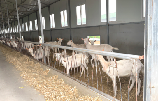 合水县奶山羊生态养殖培育基地 绿色生态养殖新模式